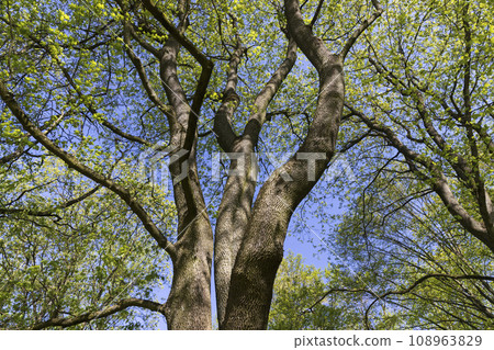 maple trees blooming in spring , close up 108963829