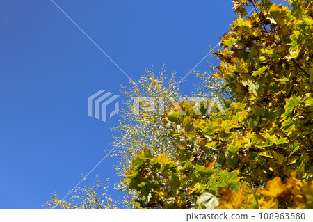 Yellowing maple foliage in the autumn season 108963880
