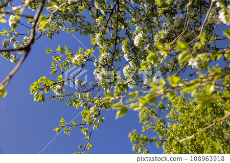 green foliage on a pear tree in spring bloom green foliage on a pear tree in spring bloom 108963918