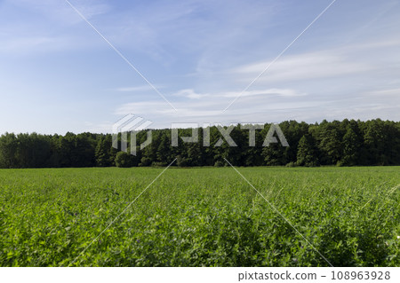 a field where animal feed is grown on the farm 108963928