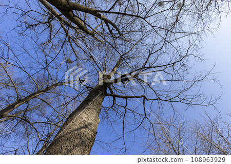 leafless deciduous trees in the spring season 108963929