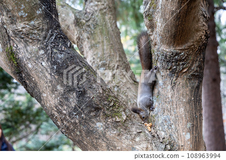 A squirrel that found a walnut between the branches A squirrel that found a walnut between the branches 108963994