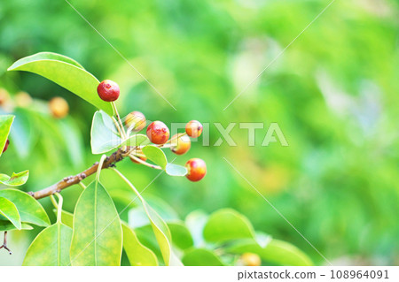 Red soyogo berries (autumn, November) 108964091