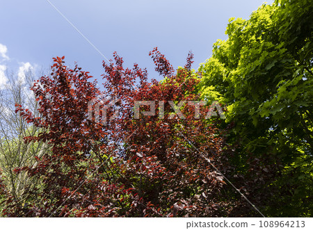 red hornbeam foliage in windy weather in spring park red hornbeam foliage in windy weather in spring park 108964213