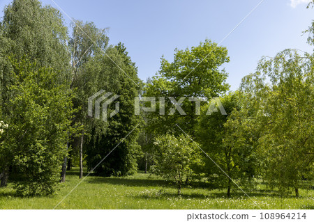 deciduous trees with green foliage in spring, green foliage 108964214