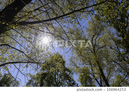 deciduous trees in the spring season in sunny weather deciduous trees in the spring season in sunny weather 108964253