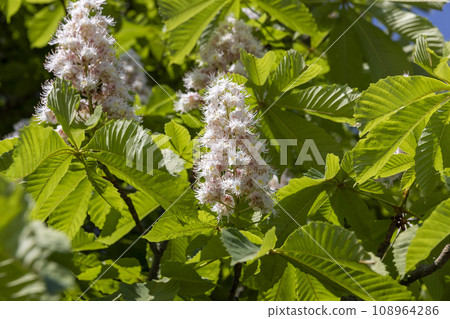 chestnut trees during spring flowering chestnut trees during spring flowering 108964286