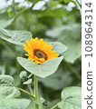 花 108964314