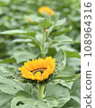 花 108964316