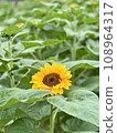 花 108964317