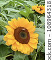 花 108964318