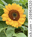 花 108964320
