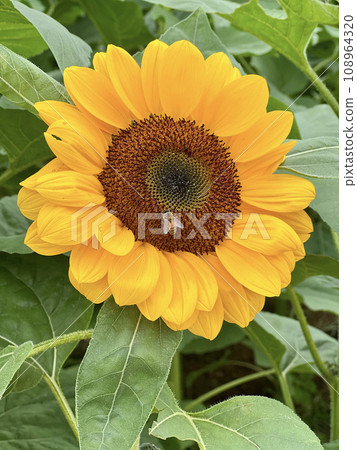 花 108964320