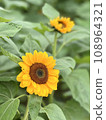 花 108964321