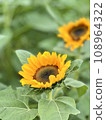 花 108964322