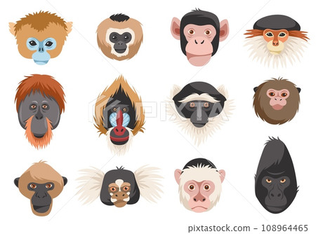 Monkeys heads. Different breeds primates portraits, funny exotic animals, chimpanzee, orangutan, gorilla and mandrill. Jungle inhabitants cartoon flat style isolated tidy vector set 108964465