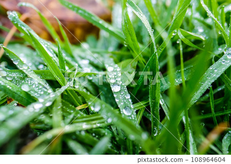Morning dew, water drops in the grass, summer morning. Morning dew, water drops in the grass, summer morning. 108964604
