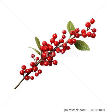 Christmas decoration red berries holly isolated on white background Christmas decoration red berries holly isolated on white background 108964891