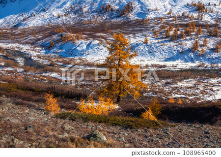 Golden larches on the background of snowy mountains. Sunny autumn landscape. The amazing nature of the end of autumn in the mountains. Impressive natural background. 108965400