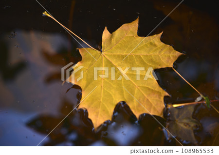 Yellow maple leaves in an autumn pond. Leaves in a puddle. Yellow maple leaves in an autumn pond. Leaves in a puddle. 108965533