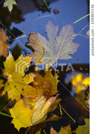 Yellow maple leaves in an autumn pond. Leaves in a puddle. Yellow maple leaves in an autumn pond. Leaves in a puddle. 108965536