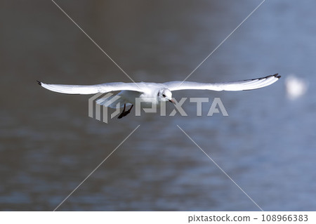 The European Herring Gull, Larus argentatus is a large gull. Here flying in the air. 108966383