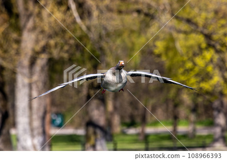 The flying greylag goose, Anser anser is a species of large goose 108966393