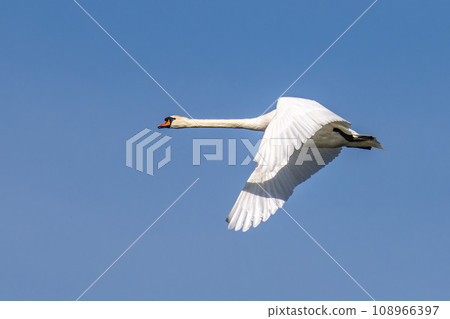 Mute swan, Cygnus olor flying over a lake in the English Garden in Munich, Germany Mute swan, Cygnus olor flying over a lake in the English Garden in Munich, Germany 108966397