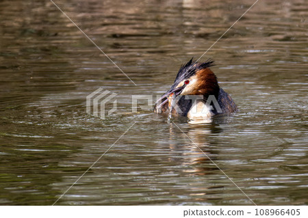 Great Crested Grebe, Podiceps cristatus has caught a fish. Great Crested Grebe, Podiceps cristatus has caught a fish. 108966405