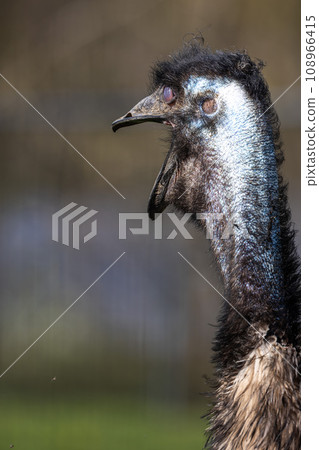 Closeup of an Emu, Dromaius novaehollandiae standing in grass in its habitat 108966415