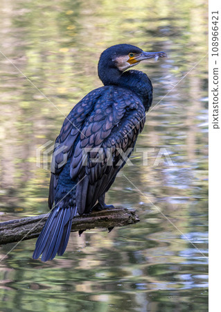 The great cormorant, Phalacrocorax carbo sitting on a branch 108966421