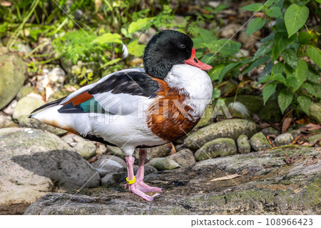Common Shelduck, Tadorna tadorna swimming on the water 108966423