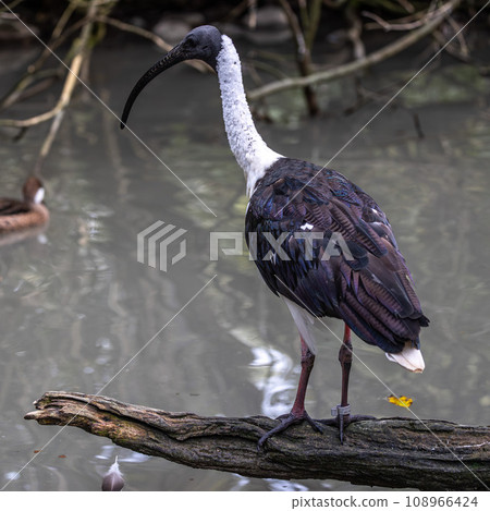The Straw-necked Ibis, Threskiornis spinicollis is a bird of the ibis family The Straw-necked Ibis, Threskiornis spinicollis is a bird of the ibis family 108966424