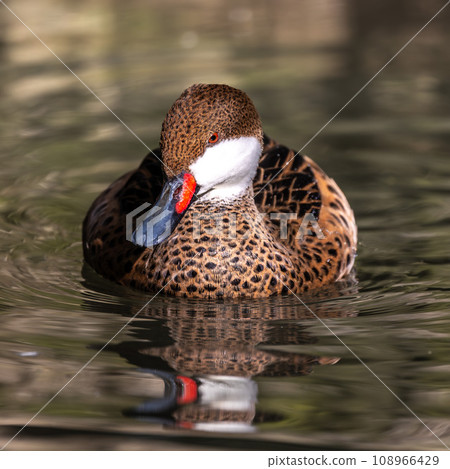 White-cheeked pintail, Anas bahamensis, also known as the Bahama pintail. White-cheeked pintail, Anas bahamensis, also known as the Bahama pintail. 108966429