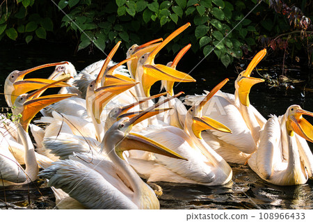 Great White Pelican, Pelecanus onocrotalus in a park 108966433