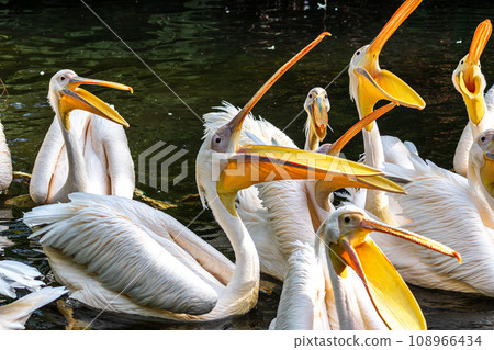 Great White Pelican, Pelecanus onocrotalus in a park Great White Pelican, Pelecanus onocrotalus in a park 108966434