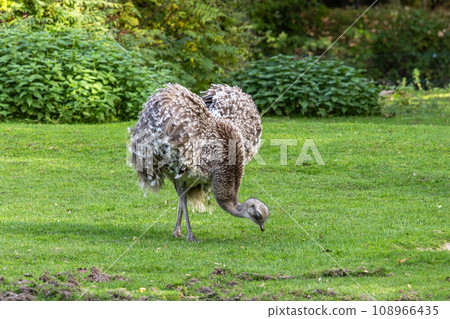 Darwin's rhea, Rhea pennata also known as the lesser rhea. Darwin's rhea, Rhea pennata also known as the lesser rhea. 108966435