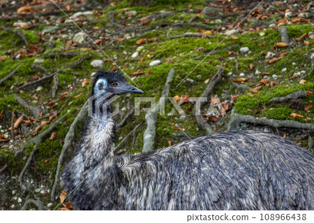 Emu, Dromaius novaehollandiae standing in grass in its habitat Emu, Dromaius novaehollandiae standing in grass in its habitat 108966438