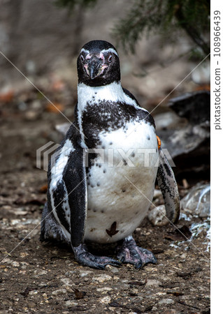 Humboldt Penguin, Spheniscus humboldti in a park Humboldt Penguin, Spheniscus humboldti in a park 108966439