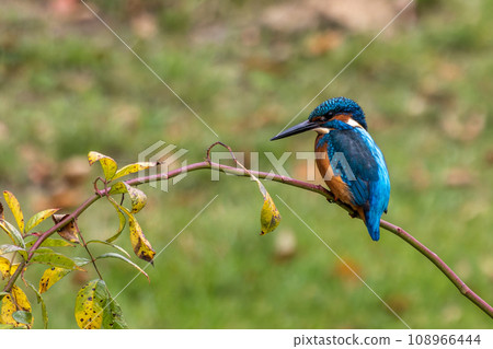 Common kingfisher, Alcedo atthis sitting on a beautiful branch above the river waiting for a fish 108966444