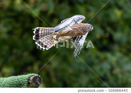 Common kestrel, Falco tinnunculus is a bird of prey species belonging to the falcon family Falconidae. 108966445