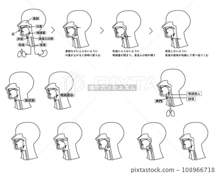 一組單色線條圖插圖,使用橫斷面圖解釋吞嚥機制。 一組單色線條圖插圖,使用橫斷面圖解釋吞嚥機制。 108966718