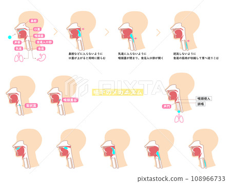 Illustration set 2 with few lines explaining the mechanism of swallowing using cross-sectional diagrams 108966733