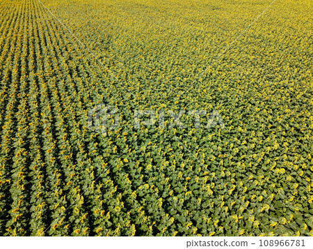 Sunflower field on a summer day, aerial view. Sunflower field on a summer day, aerial view. 108966781