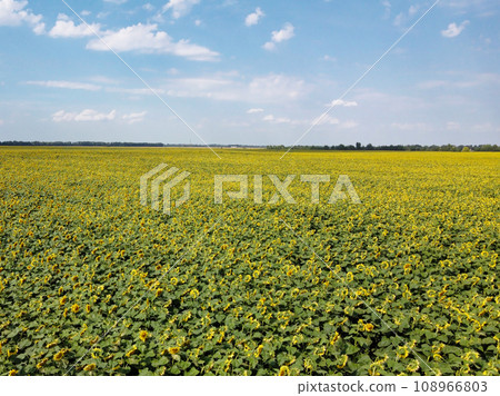 A picturesque field of sunflowers under a blue sky, aerial view. A farm field on a hot summer day, landscape. 108966803