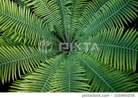 A close-up of a fern plant with symmetrical, feathery leaves. 108966856