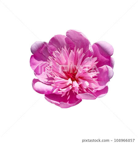 A close-up of a pink peony flower in full bloom. 108966857