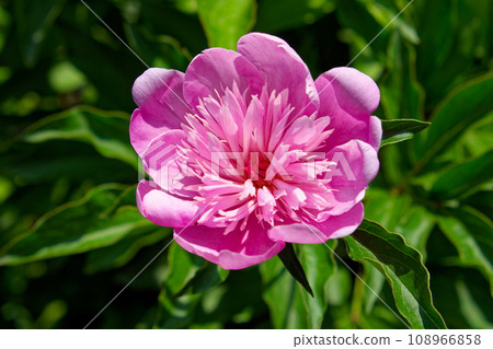 This is a close-up photo of a pink peony flower with a white center and green leaves in the background. The flower is in natural light and the colors are vibrant. 108966858