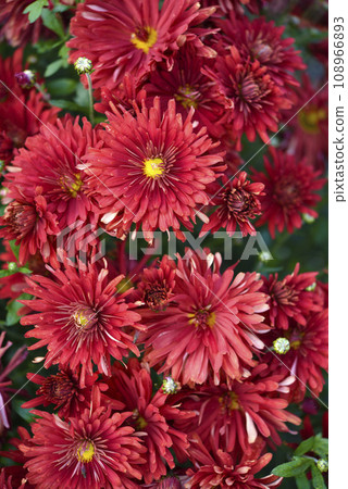 A bouquet of beautiful bright red chrysanthemum flowers in a green garden. Large red flowers. A bouquet of beautiful bright red chrysanthemum flowers in a green garden. Large red flowers. 108966893