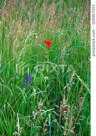 A photo of a red poppy in a field of green grass. 108967055